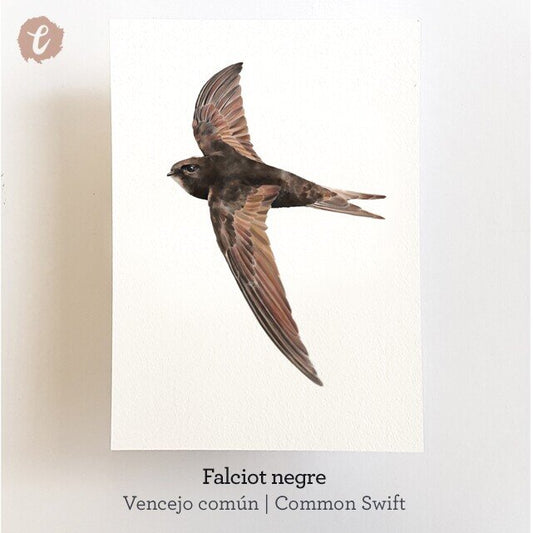 Print FALCIOT (Edició limitada)
