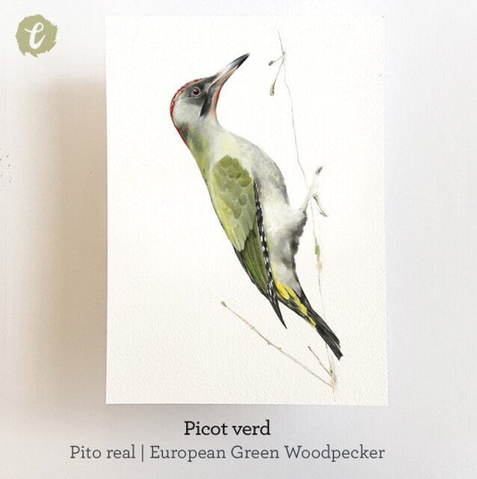 Print PICOT VERD (Edició limitada)