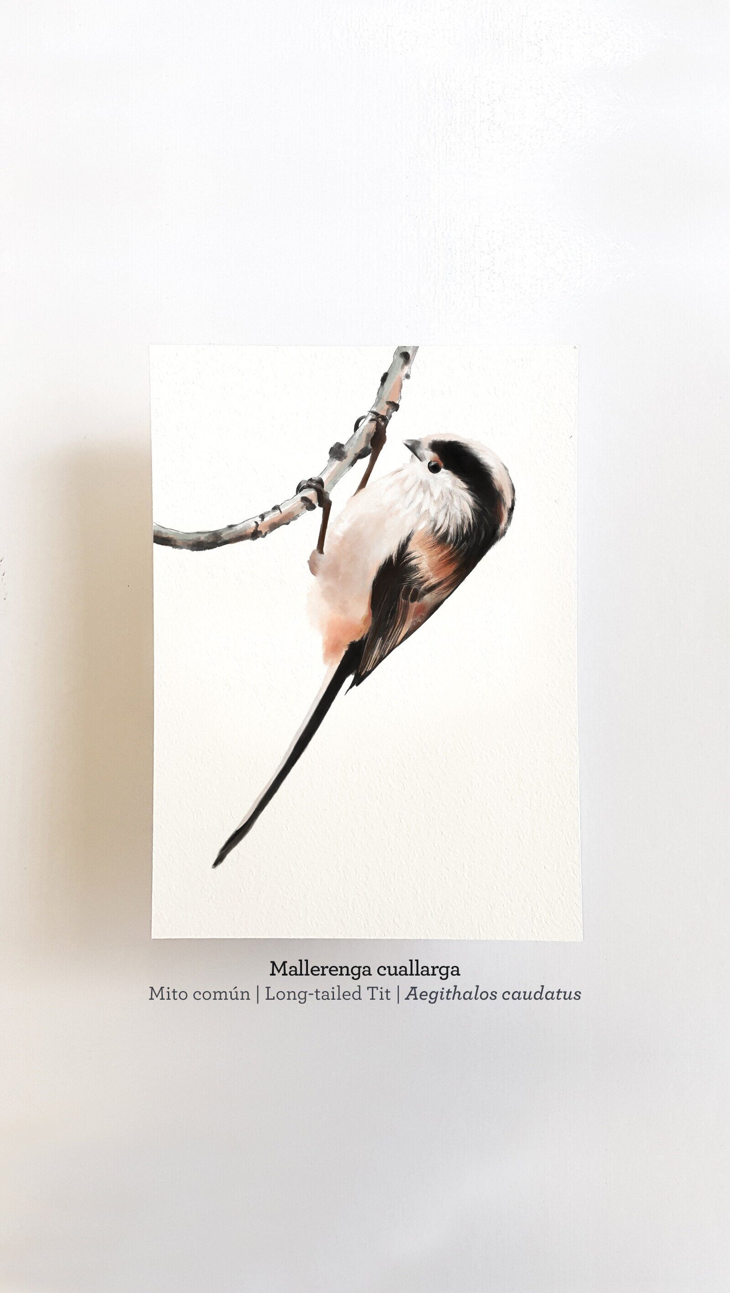 Print MALLERENGA CUALLARGA