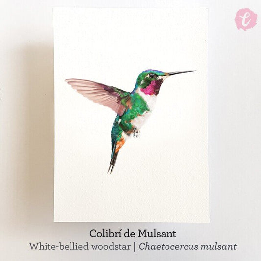 Print COLIBRÍ (Edició limitada)