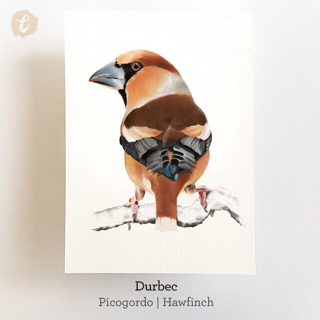 Print DURBEC (Edició limitada)