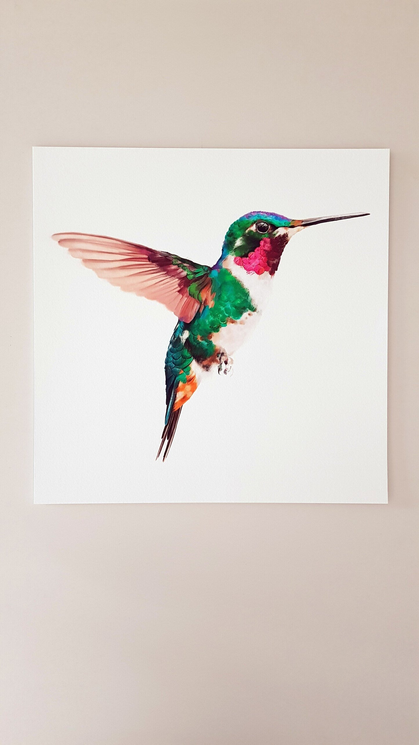 Print COLIBRÍ (Edició limitada)