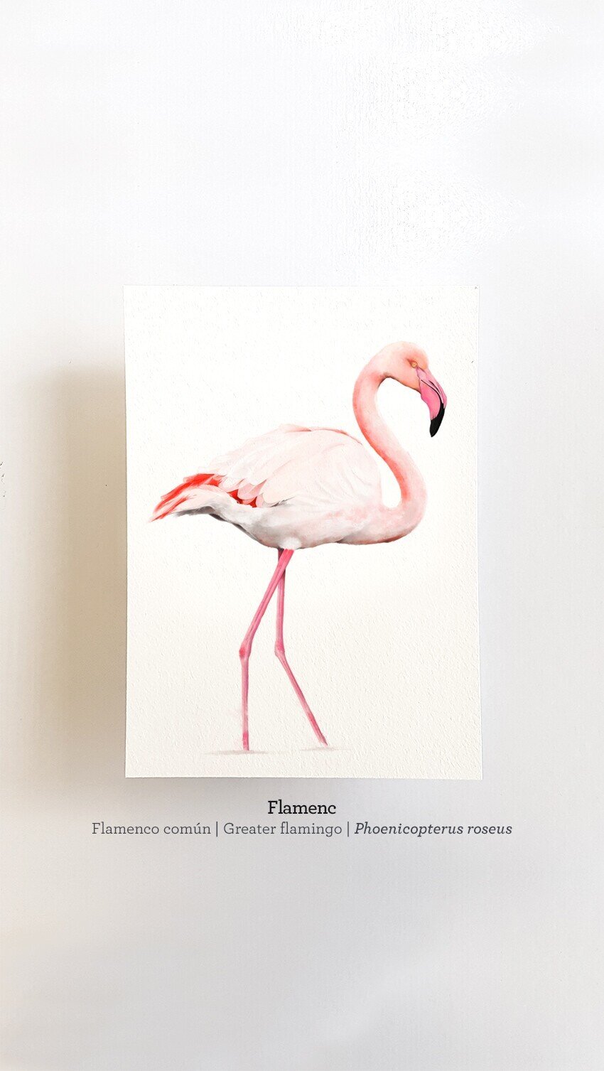 Print FLAMENC