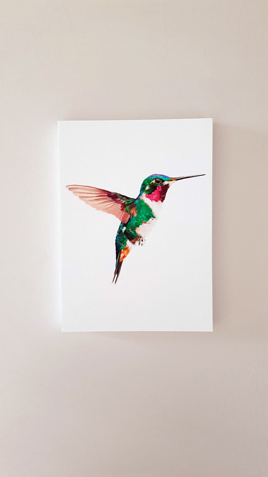 Print COLIBRÍ (Edició limitada)