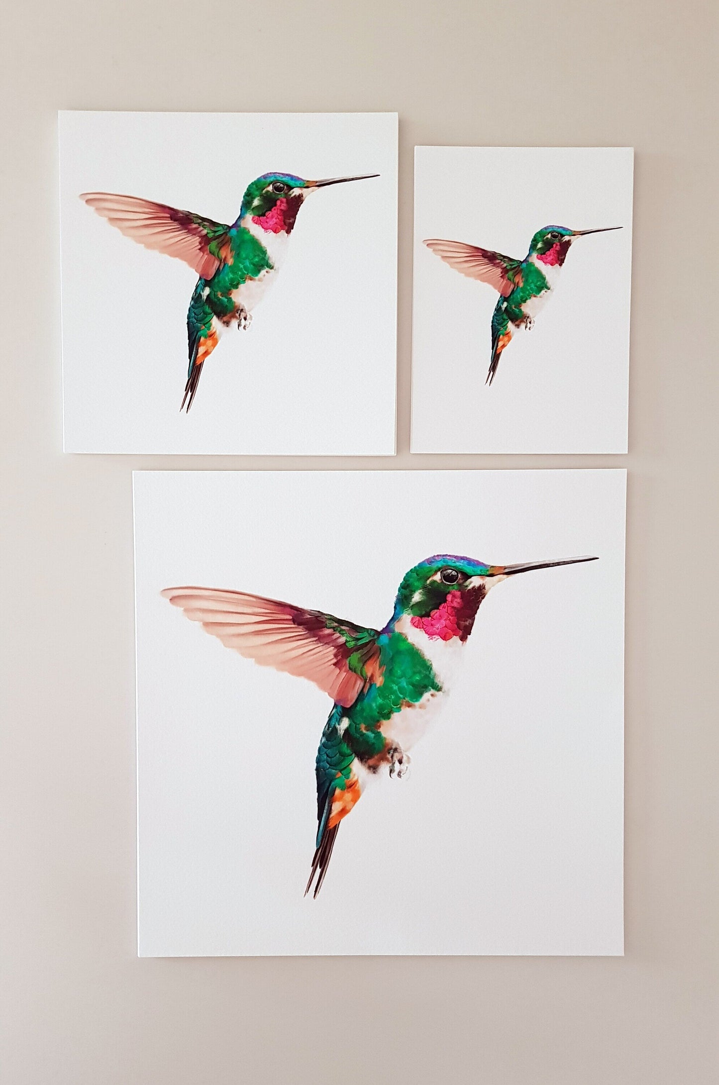 Print COLIBRÍ (Edició limitada)