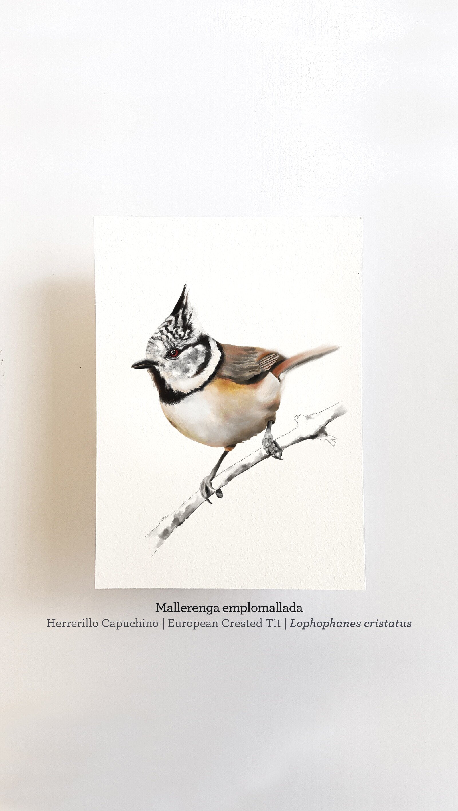 Print MALLERENGA EMPLOMALLADA
