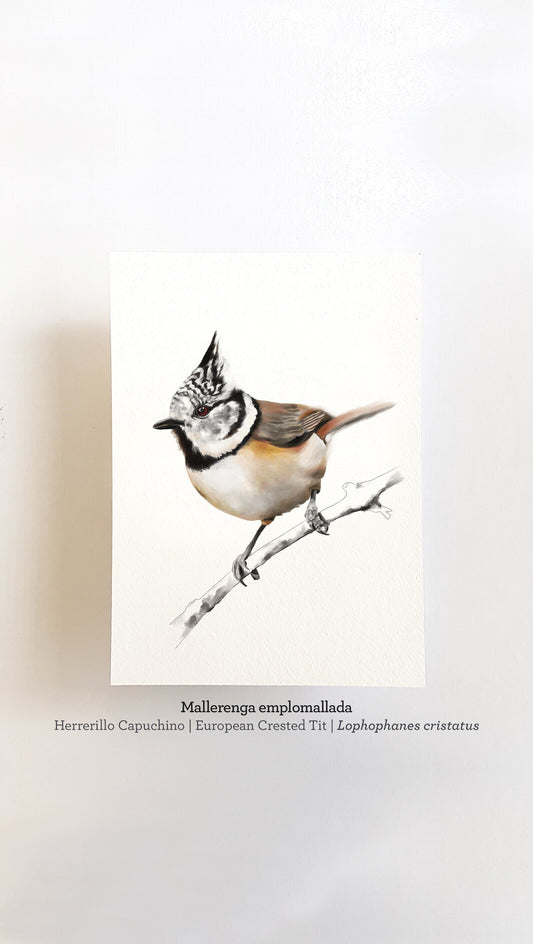 Print MALLERENGA EMPLOMALLADA