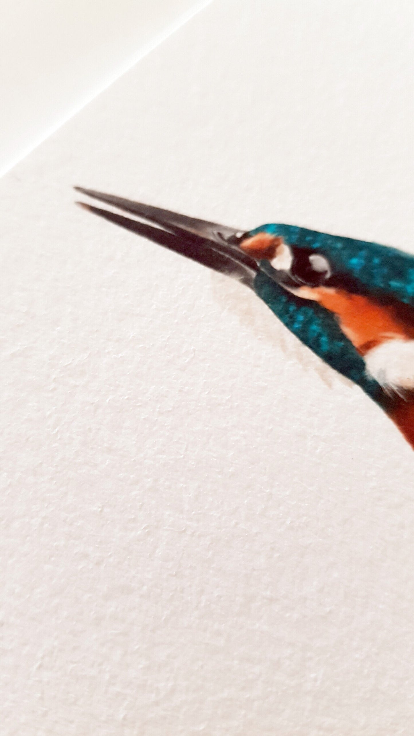 Print BLAUET (Edició limitada)