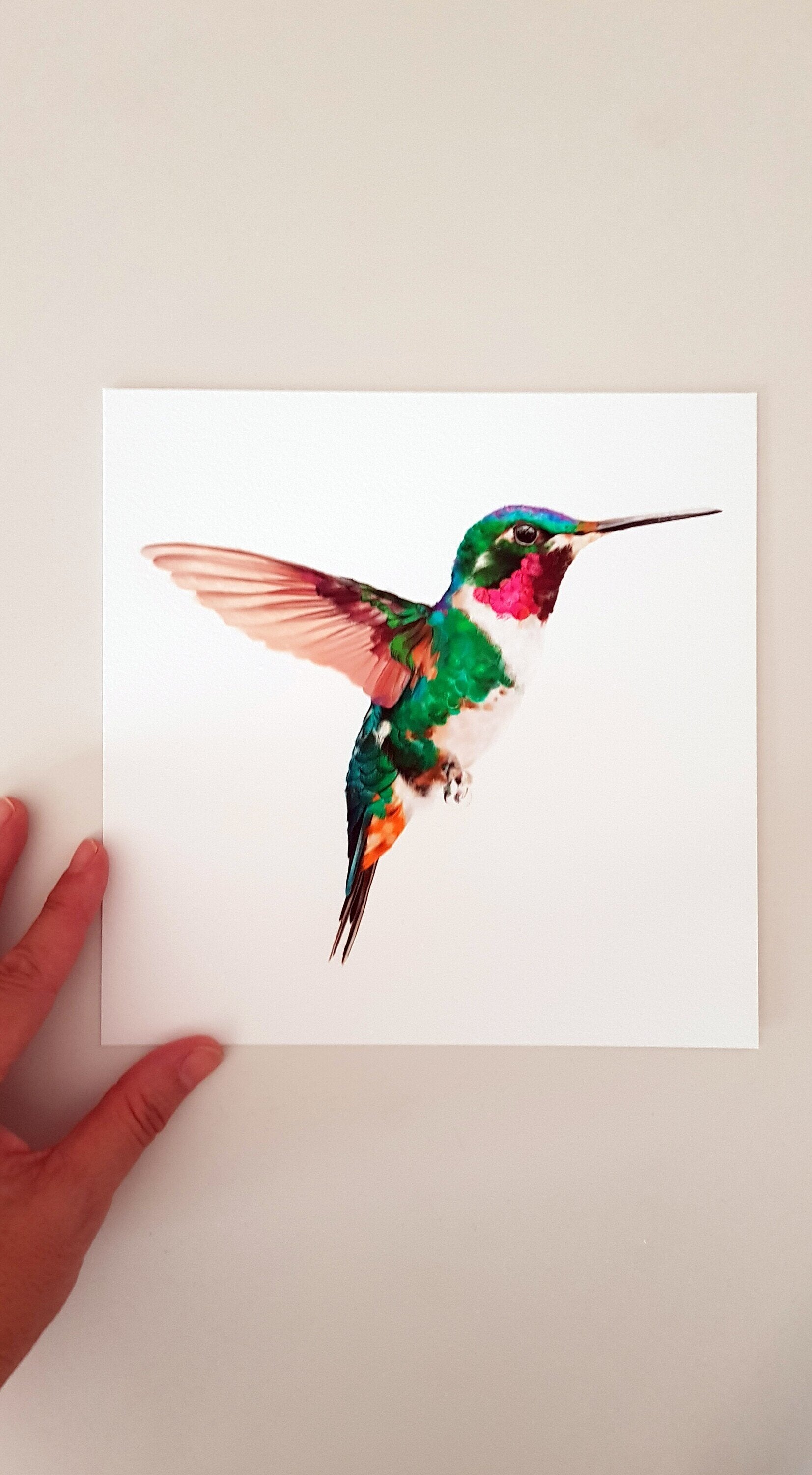 Print COLIBRÍ (Edició limitada)