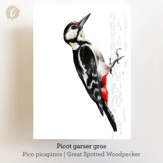 Print PICOT-GARSER (Edició limitada)