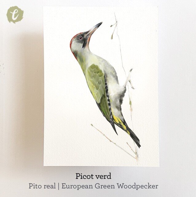 Print PICOT VERD (Edició limitada)