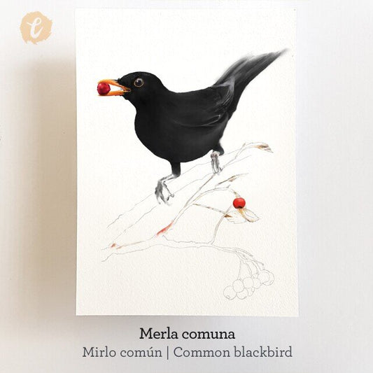 Print MERLA (Edició limitada)