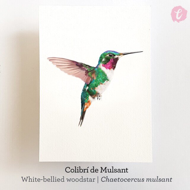 Print COLIBRÍ (Edició limitada)
