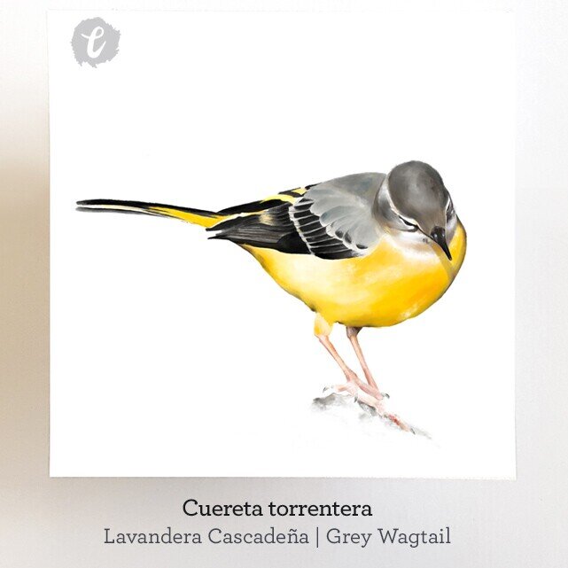 Print CUERETA TORRENTERA