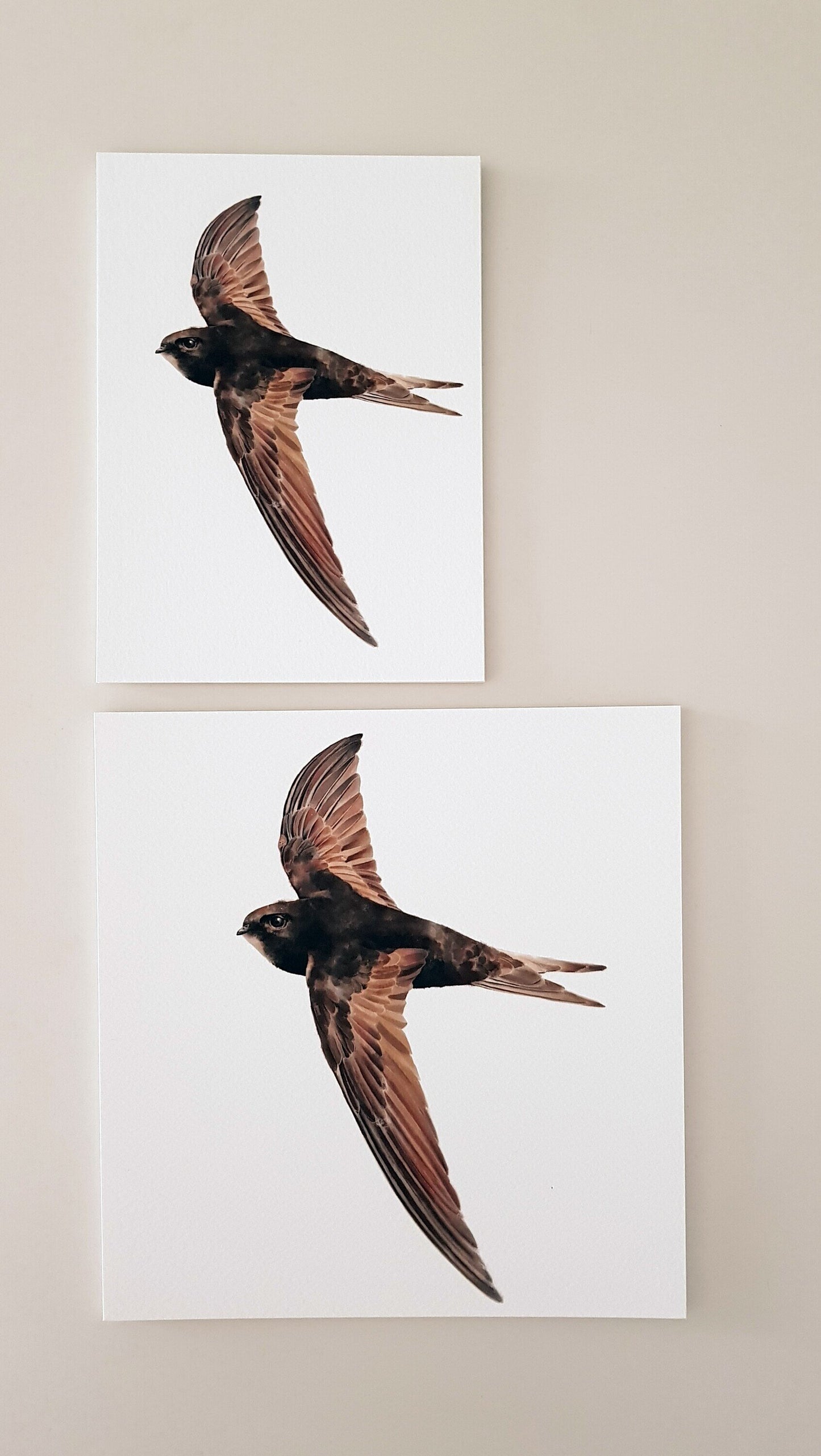 Print FALCIOT (Edició limitada)