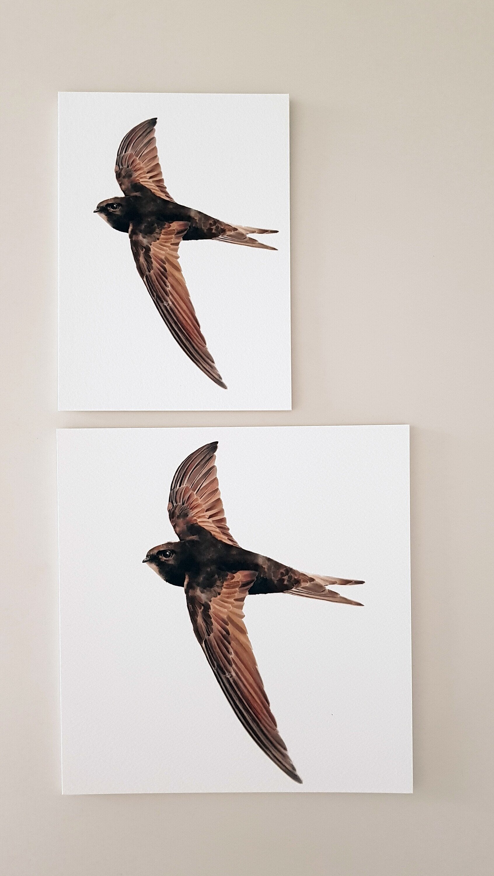 Print FALCIOT (Edició limitada)