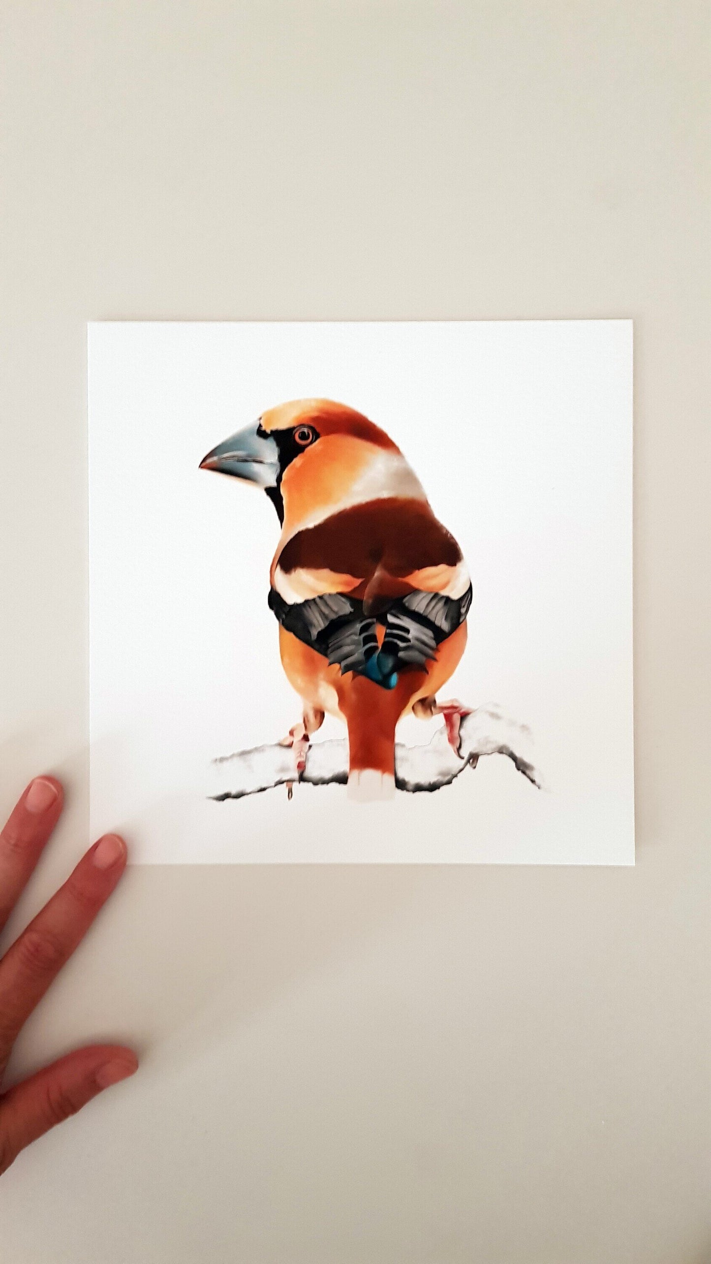 Print DURBEC (Edició limitada)