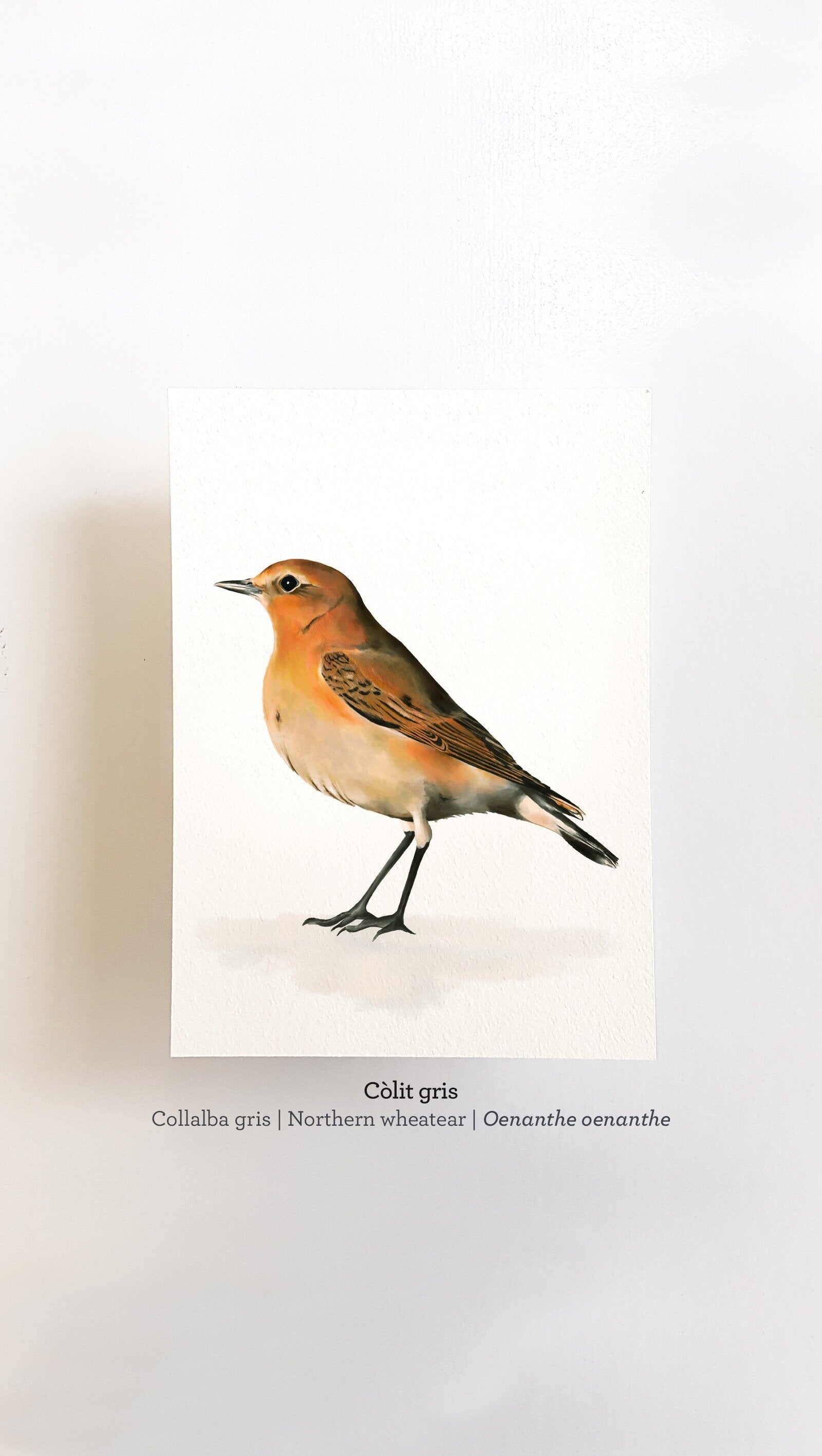 Print CÒLIT GRIS